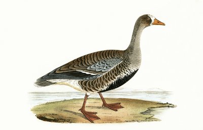 Ganso de Frente Blanca Pequeño, ilustración de 