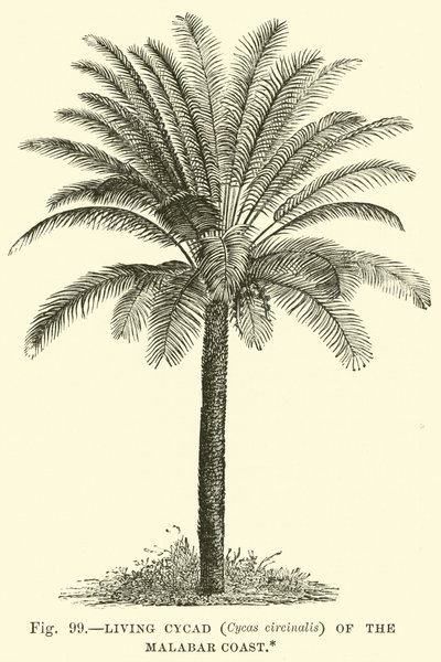 Cícada Viva (Cycas circinalis) de la Costa de Malabar de English School