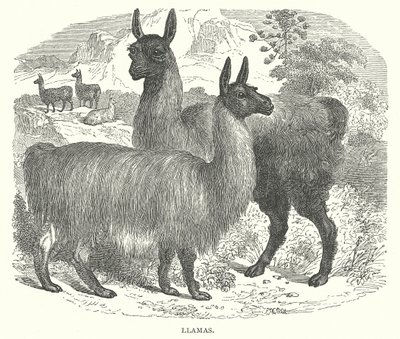 Llamas (engraving) de English School