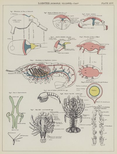 Langosta, Homarus Vulgaris de English School