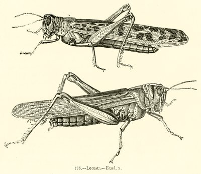 Langostas, Éxodo x de English School
