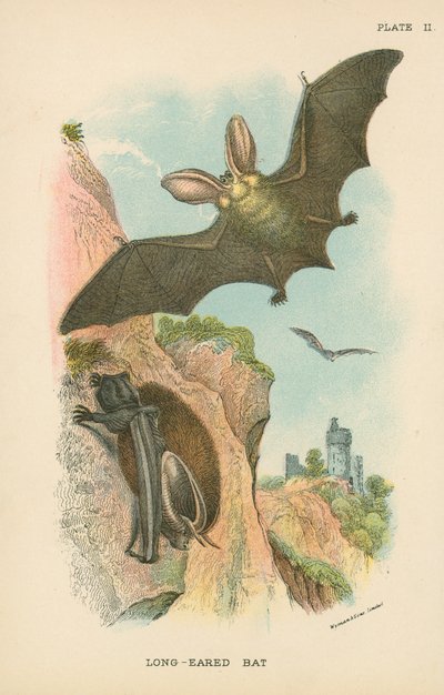 Murciélago de orejas largas de English School