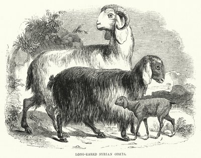 Cabras Sirias de Orejas Largas de English School