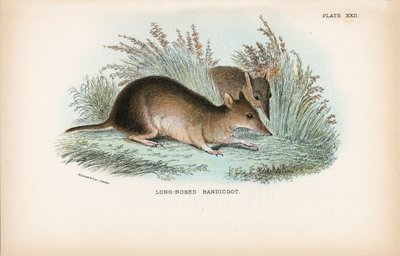 Bandicut de nariz larga de English School
