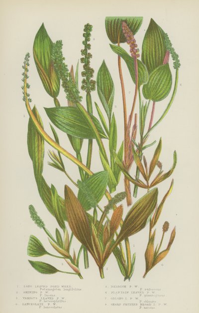 Hierba de Estanque de Hojas Largas, Hierba de Estanque Brillante, Hierba de Estanque de Hojas Variadas, Hierba de Estanque Lanceolada de English School