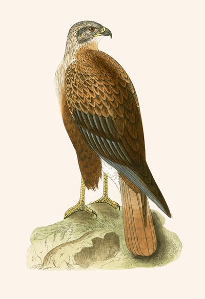 Ratonero de patas largas, ilustración de 