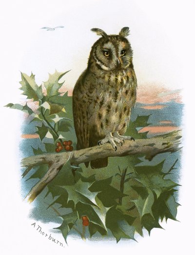 Búho de orejas largas de English School