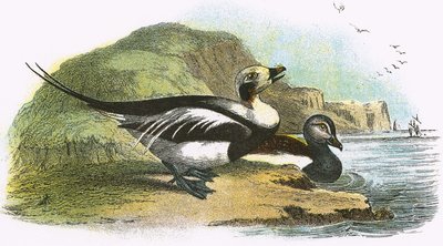 Pato de cola larga de English School