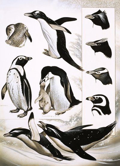 Mirando la naturaleza: ¿Qué son los pingüinos Spheniscidae? de English School