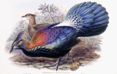 Lophophorus Lhuysii de English School