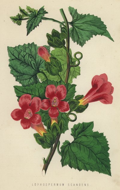 Lophospermum Scandens (chromolitho) de English School