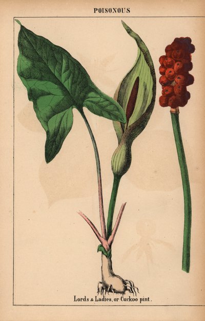 Señores y señoras, o pinta de cuco   , de "The Instructive Picturebook, or Lessons from the Vegetable World", [Charlotte Mary Yonge], Edimburgo de English School