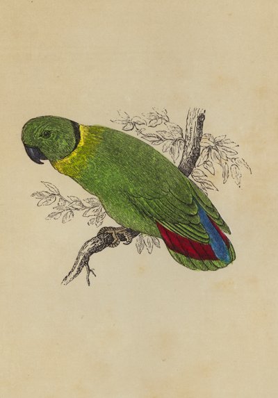 Pájaro del Amor de English School