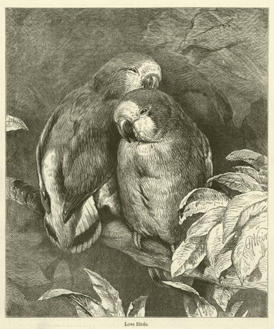 Love Birds (grabado) de English School