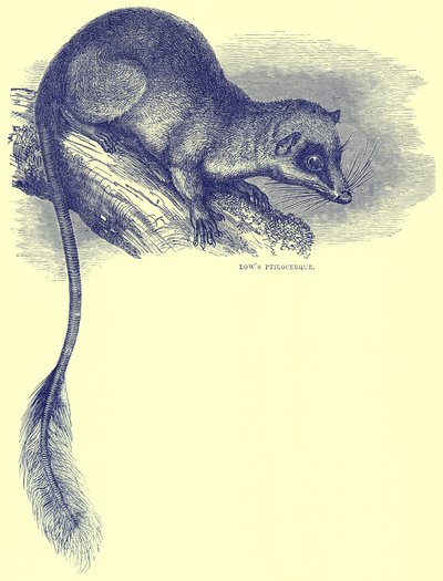 Ptilocerque de Low, ilustración de Cassell