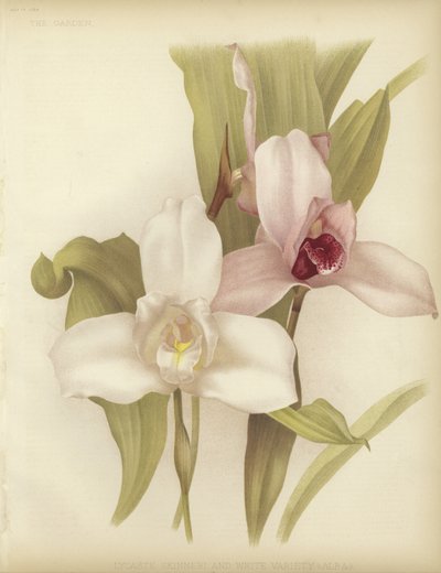Lycaste skinneri y variedad blanca de English School