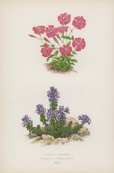 Lychnis Lagascae; Veronica Nummularia de English School