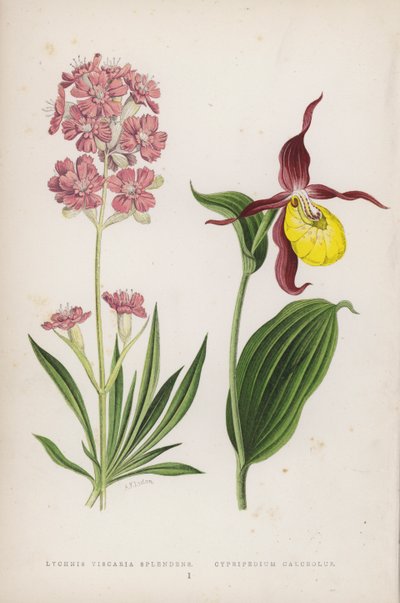 Lychnis Viscaria Splendens; Cypripedium Calceolus (litografía a color) de English School