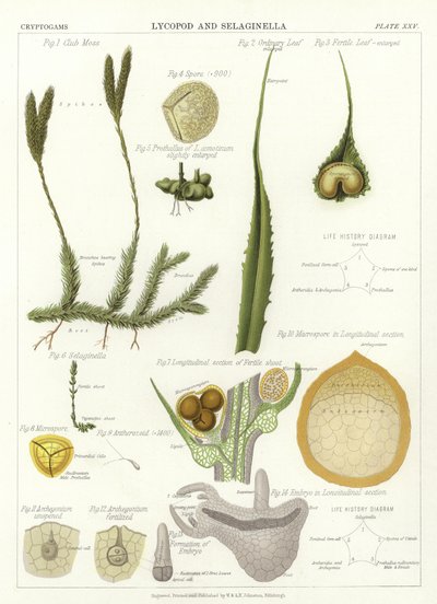 Licopodio y Selaginella de English School
