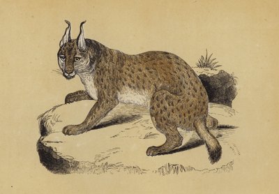 Lince de English School