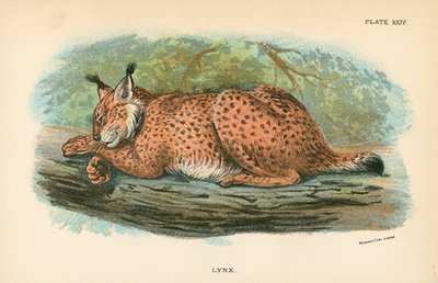 Lince de English School