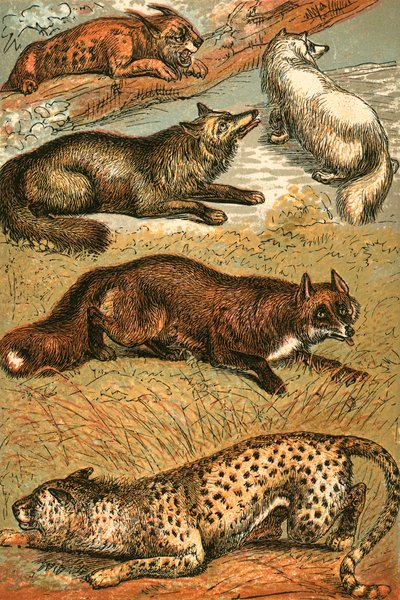 Lince, zorro cruzado, zorro ártico, zorro común y guepardo de English School
