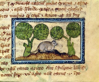 MS 379 f.12r Un gato agazapado sobre un montículo de tierra, detalle de un Bestiario, Inglés de English School