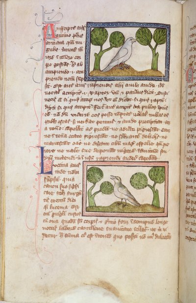 MS 379 f.22v Página de texto con un halcón blanco y un ruiseñor, de un Bestiario (vitela) de English School