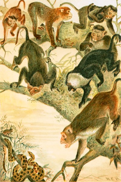 Macacos de English School