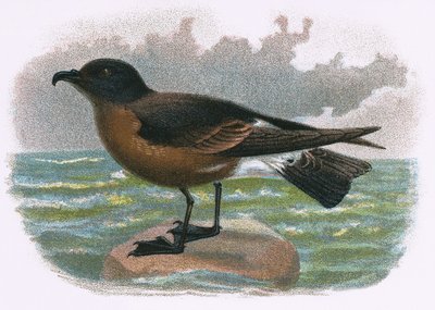 Petrel de Madeira de English School
