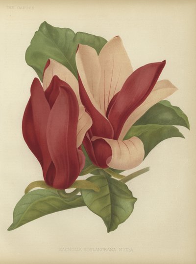 Magnolia soulangiana nigra de English School