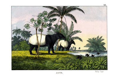 Tapir malayo de English School