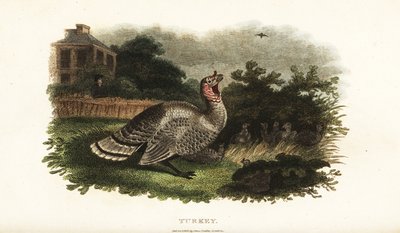 Pavo macho, Meleagris gallopavo, protegiendo a una gallina bantam de un halcón depredador de English School