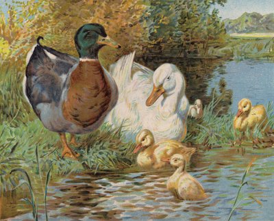 Patos y patitos en un estanque de English School