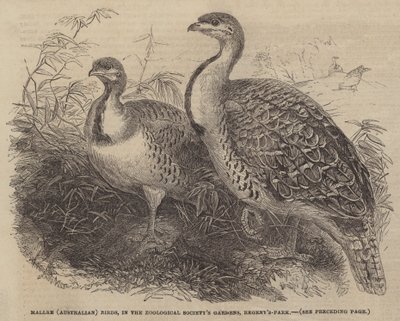Aves Mallee (Australianas), en los Jardines de la Sociedad Zoológica, Regent