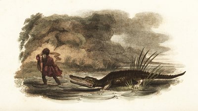 Hombre salvando a su esposa de las fauces de un cocodrilo en un río, Filipinas de English School