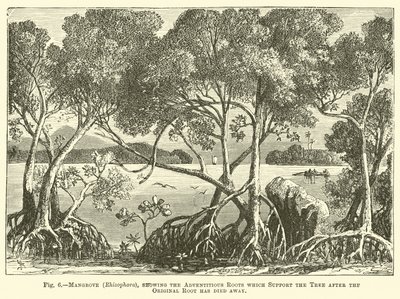 Manglar (Rhizophora), mostrando las raíces adventicias que sostienen el árbol después de que la raíz original ha muerto de English School