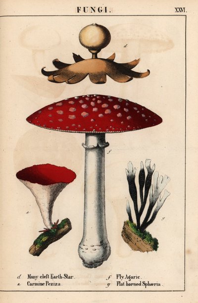 Estrella de tierra de muchas hendiduras Geastrum, carmín Peziza, agárico de mosca Amanita muscaria y hongos sphaeria de cuernos planos.   , de "The Instructive Picturebook, or Lessons from the Vegetable World", [Charlotte Mary Yonge], Edimburgo de English School