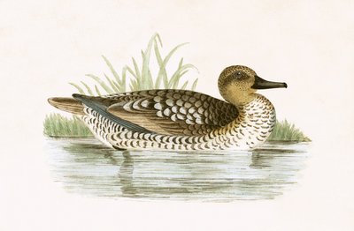 Pato marmoleado, ilustración de 