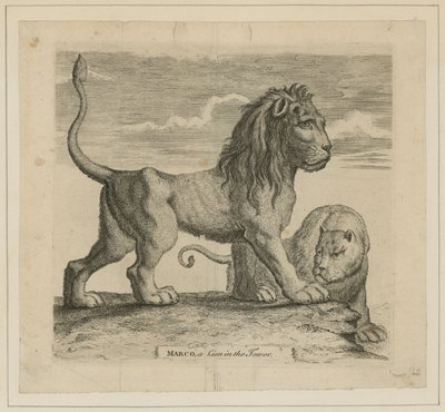Marco, un león en la Torre de Londres de English School