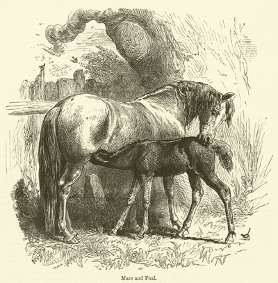 Yegua y potro (grabado) de English School