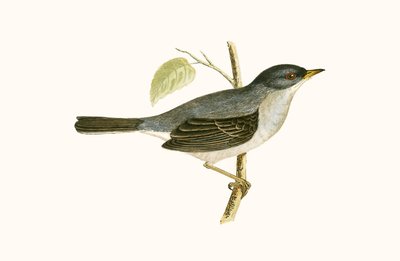 Curruca de Marmora, ilustración de 