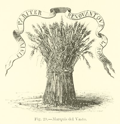 Marqués del Vasto de English School