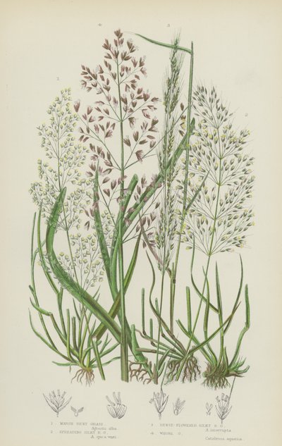 Hierba de Bent de Pantano, Hierba de Bent Sedosa Extendida, Hierba de Bent Sedosa de Flores Densas, Hierba de Whorl de English School