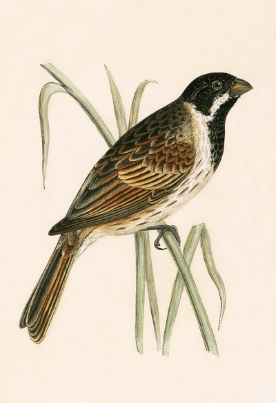 Escribano palustre, ilustración de 