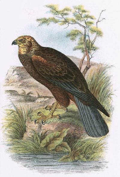 Aguilucho lagunero de English School