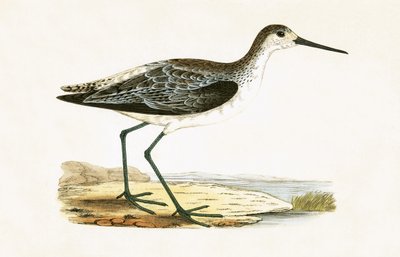 Archibebe fino, ilustración de 