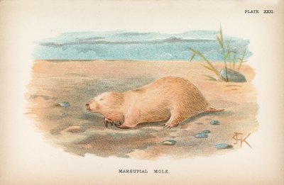 Topo marsupial de English School