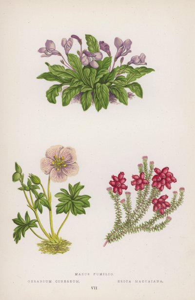 Mazus Pumilio; Geranium Cinereum; Erica Mackaiana (litografía a color) de English School