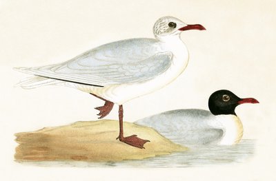 Gaviota de Cabeza Negra del Mediterráneo, ilustración de 